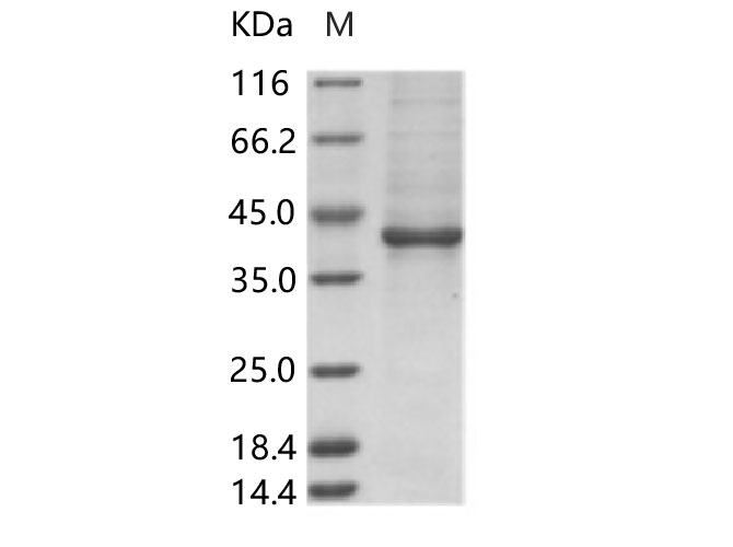 Валидация Elabscience PKSV030269(6035)