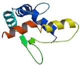 Glial Cell Line Derived Neurotrophic Factor Receptor Alpha 4 (GFRa4) Glial Cell Line Derived Neurotrophic Factor Receptor Alpha 4 (GFRa4)