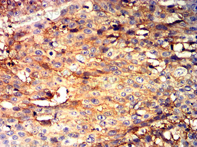 Валидация AntibodySystem RHF04402 (2440)