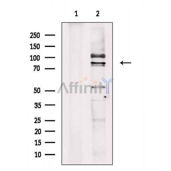 Валидация Affinity DF2288 - 12844
