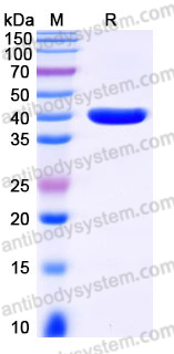 AHJ41003, SDS-PAGE