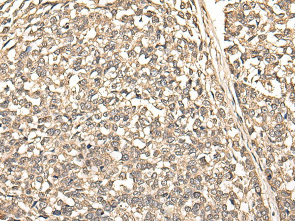 Валидация Elabscience E-AB-18552