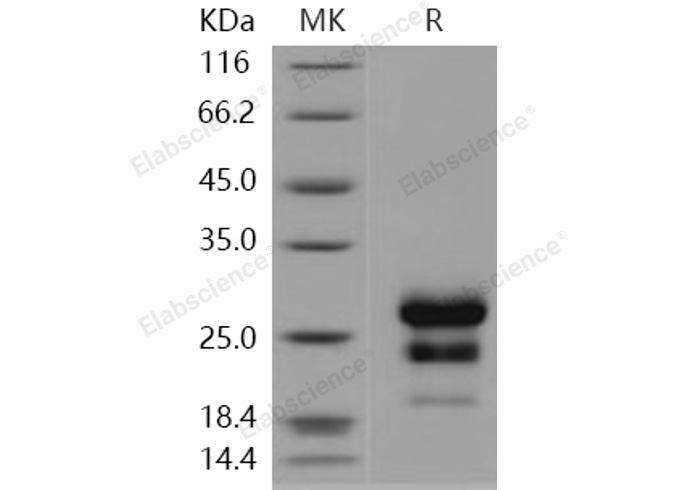 Валидация Elabscience PKSH031110(1891)