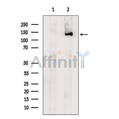 Валидация Affinity DF9212 - 21614
