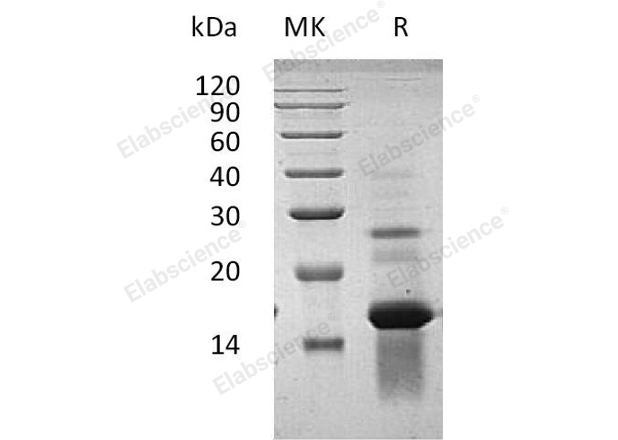 Валидация Elabscience PKSH032063(2613)