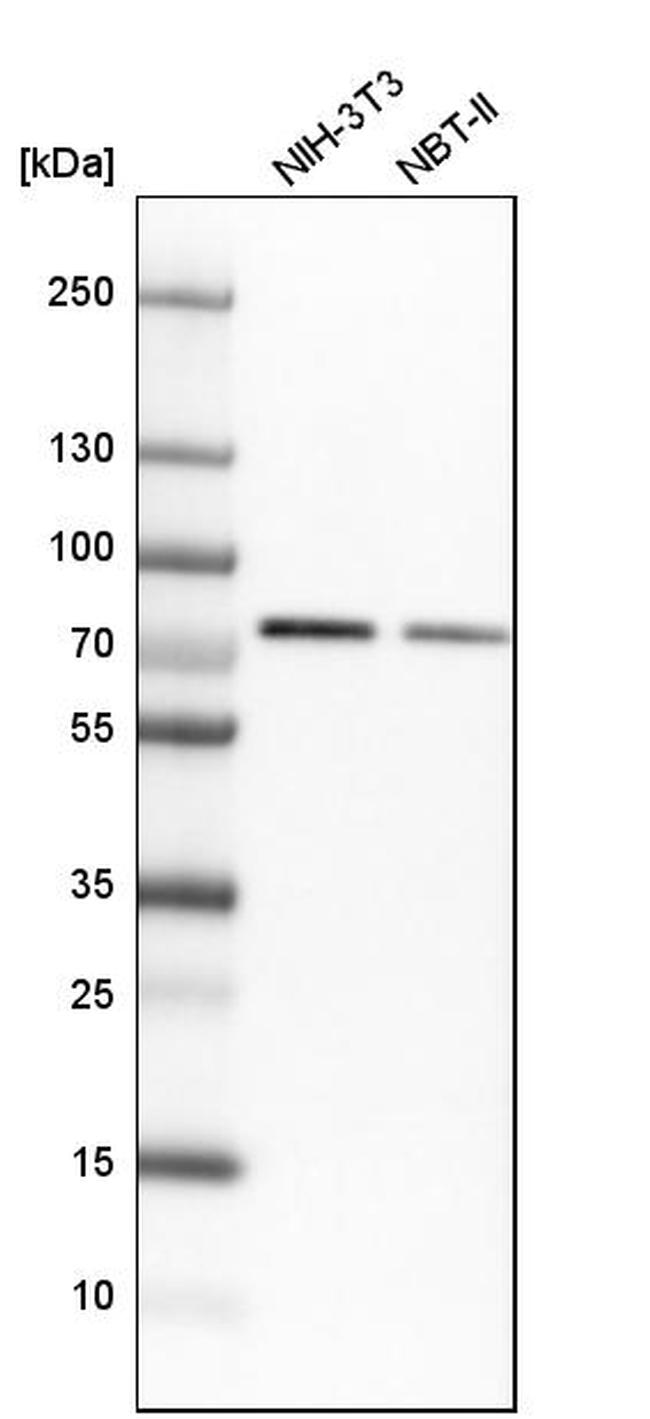 Валидация AssayVector ARM1917(2693)
