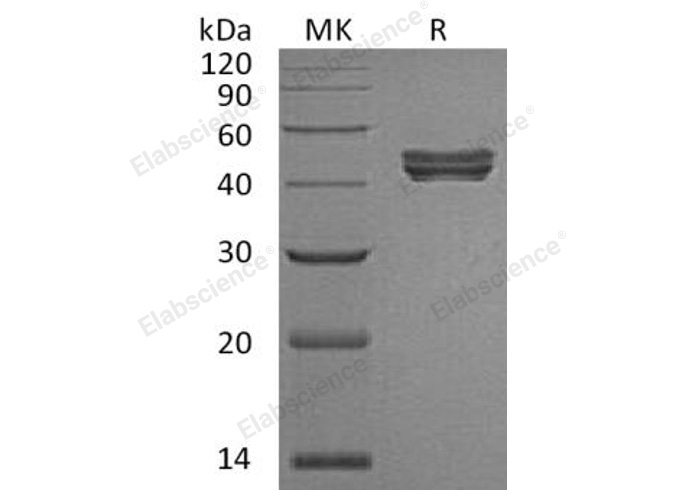 Валидация Elabscience PKSH033056(3429)