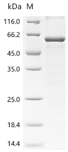 SDS-PAGE