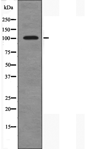 Валидация Affinity DF3283 - 14145