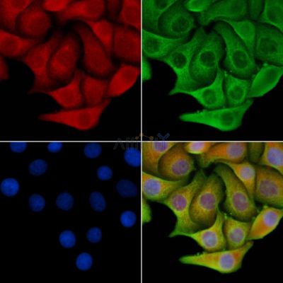 Валидация Affinity DF8245 - 20084