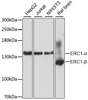 Валидация Elabscience E-AB-65630