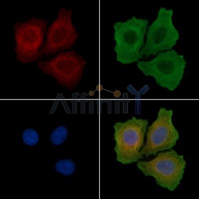 Валидация Affinity AF3466 - 1983