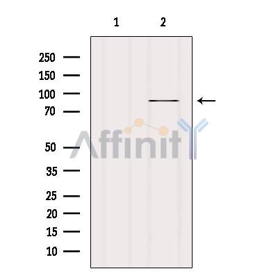 Валидация Affinity DF8845 - 20924