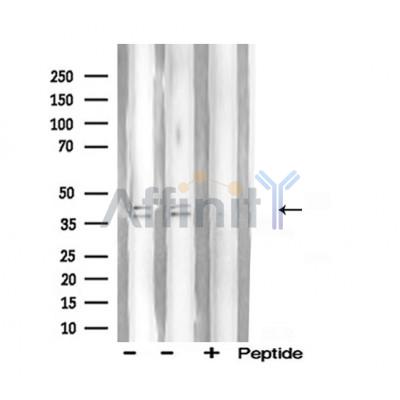Валидация Affinity AF5272 - 2793