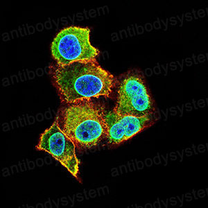 Валидация IF - AntibodySystem RHD69204