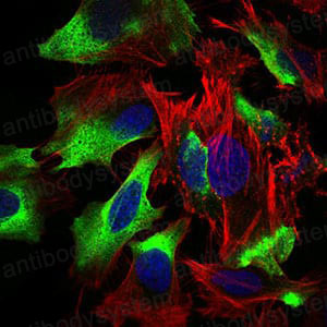 Валидация IF - AntibodySystem RHD38503