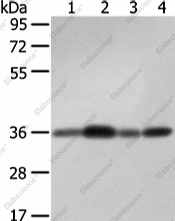 Вестерн-блоттинг, STX12, клетки 231, 293T, HepG2 и ткань мозга мыши