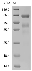SDS-PAGE