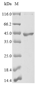 SDS-PAGE