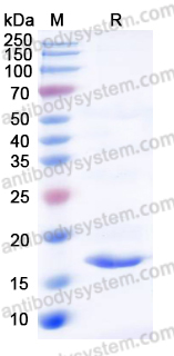 YHF55602, SDS-PAGE