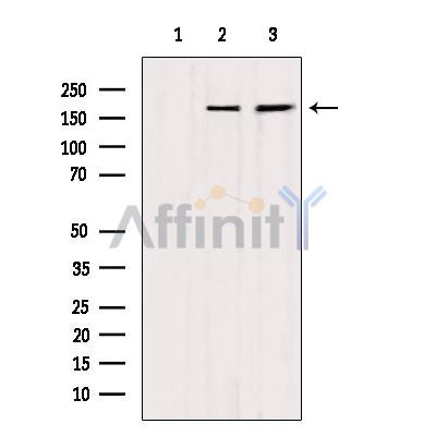 Валидация Affinity DF4195 - 15550