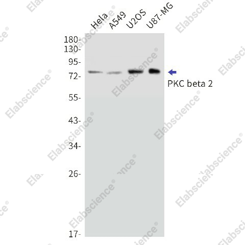 Вестерн-блоттинг, PKC beta 2, клетки HeLa, A549, U2OS, U87-MG