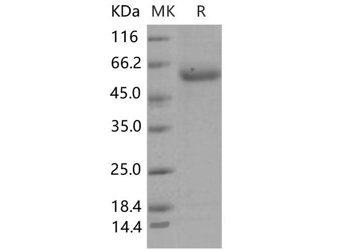 Валидация Elabscience PKSM040611(4597)