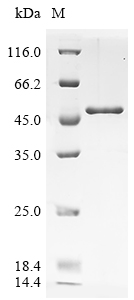 SDS-PAGE