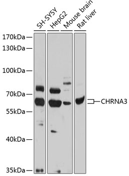 Валидация Elabscience E-AB-91625