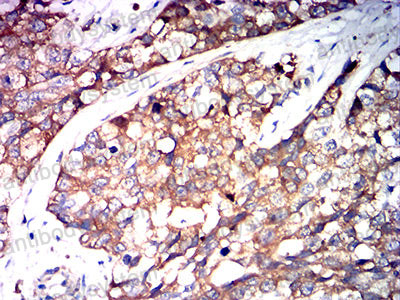 Валидация AntibodySystem RHB89503