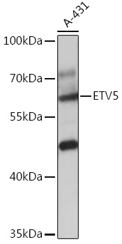 Валидация Elabscience E-AB-91955