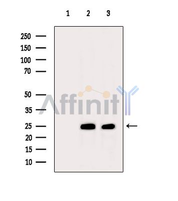 Валидация Affinity AF5367 - 2983