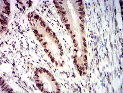 Валидация AntibodySystem RHH30001