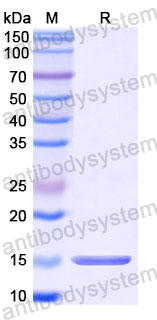 Валидация SDS-PAGE - AntibodySystem RGK33003