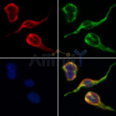 Валидация Affinity AF5309 - 2863