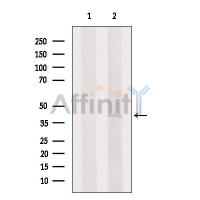 Валидация Affinity AF4202 - 2175