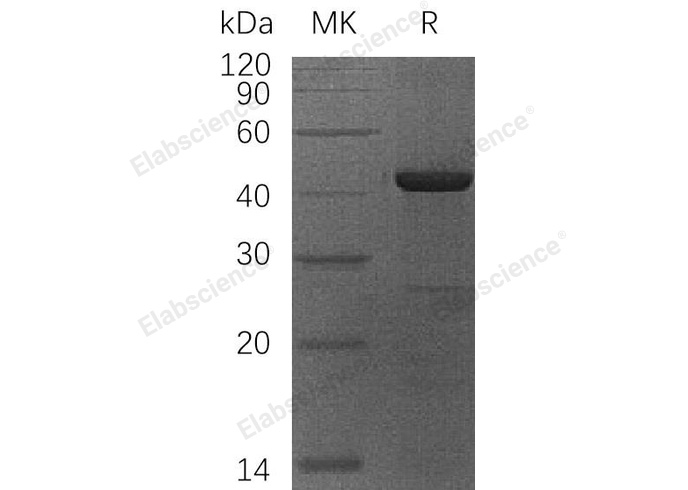 Валидация Elabscience PKSH032832(3245)