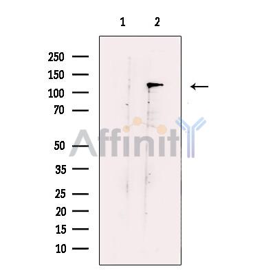 Валидация Affinity DF13568 - 9025