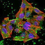 Валидация AssayVector ARM1888(2573)