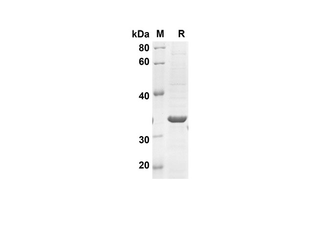 Валидация Elabscience PDEH100555(71)