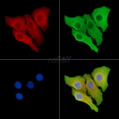 Валидация Affinity DF8759 - 20781