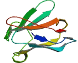 Cluster Of Differentiation 7 (CD7) Cluster Of Differentiation 7 (CD7)