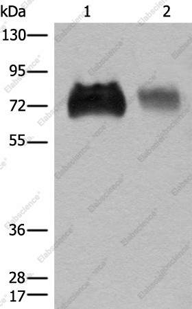 Вестерн-блоттинг, SLC3A2, клетки Jurkat и A375