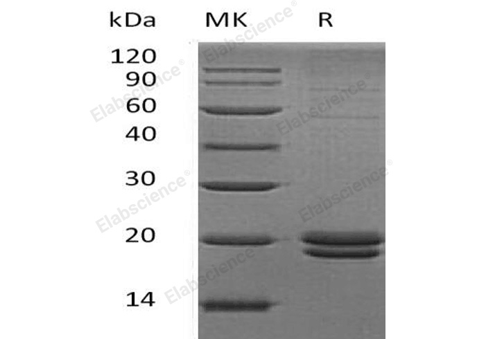 Валидация Elabscience PKSH033217(3561)