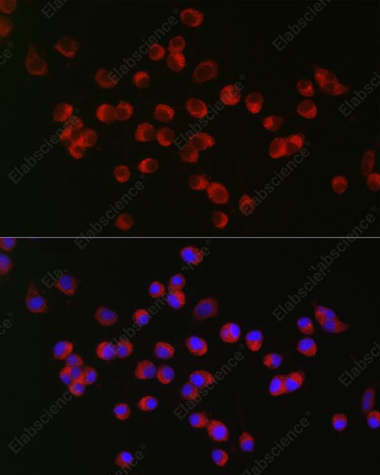 Иммунофлуоресценция, ANK3, клетки Neuro-2a