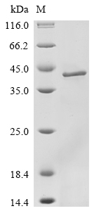 SDS-PAGE