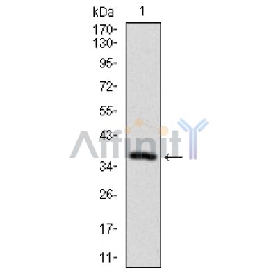 Валидация Affinity BF1005 - 5407