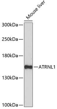 Валидация Elabscience E-AB-65138