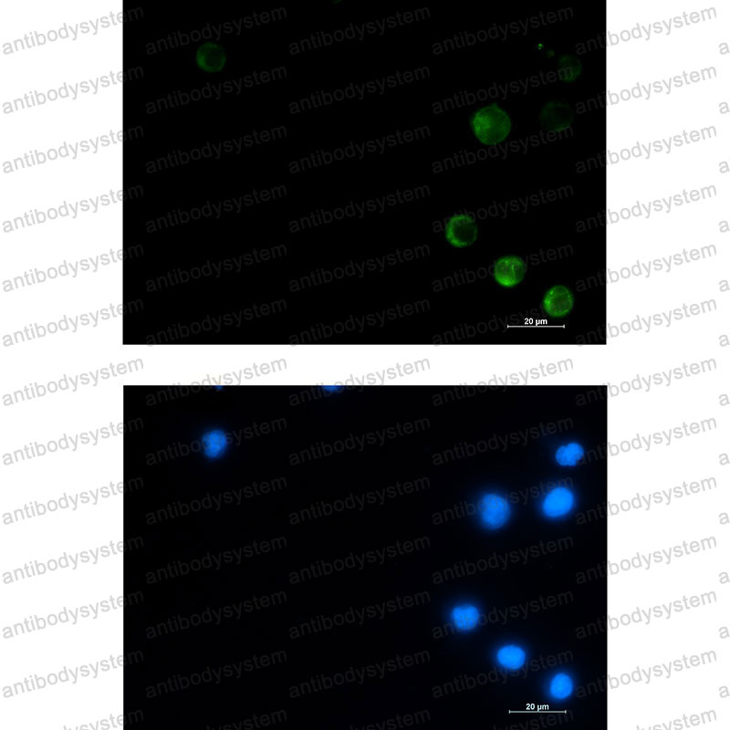 Валидация IF - AntibodySystem RHD56901