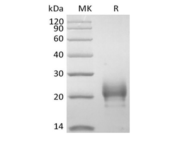 Валидация Elabscience PKSH033961(4191)